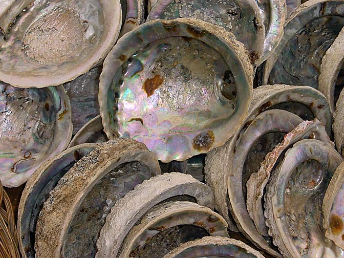 Shells in a market near Cape Town, South Africa 2000