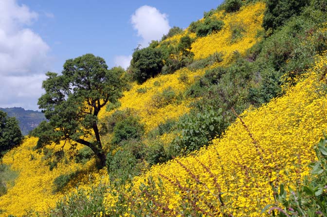 American Meskel Flowers (Yadey Abeba) decorate the slopes, Simien Mountains National Park 2012