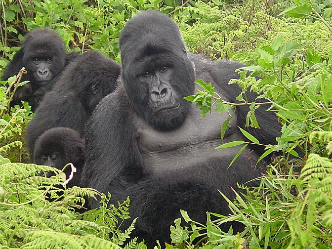 A Mountain Gorilla family, 2000
