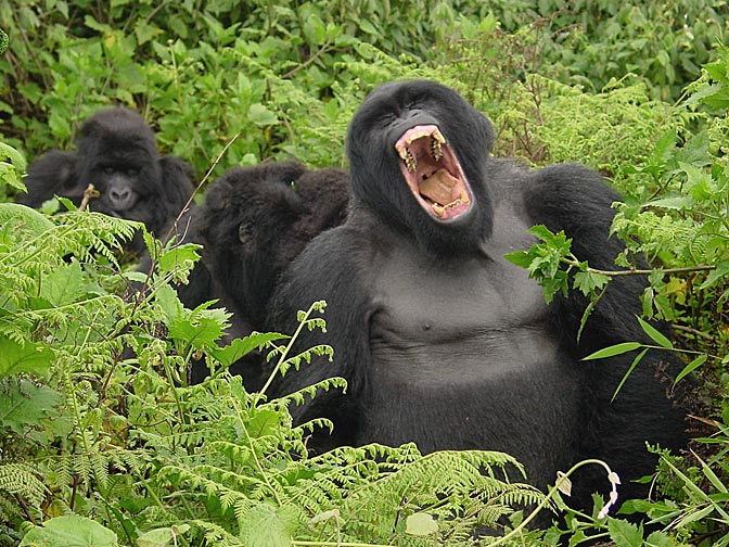 A Mountain Gorilla family, 2000