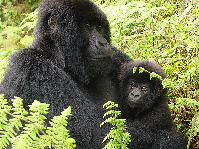 A female and a baby Mountain Gorilla, 2000