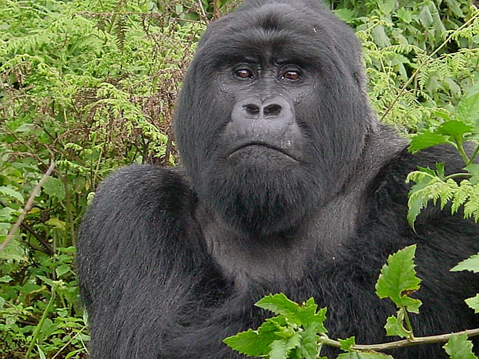 A female Silverback Mountain Gorilla, 2000