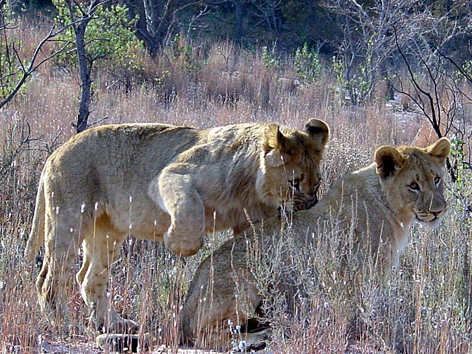 Lion cubs in the Entabeni Game Reserve, 2000