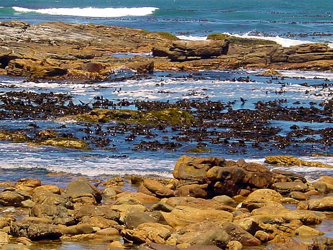 Stones and seaweeds in the seawater, the Cape of Good Hope 2000