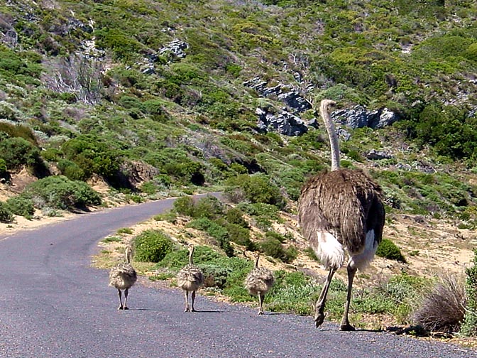 An Ostrich family on the road, the Cape of Good Hope 2000
