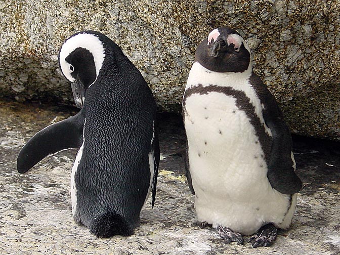 A couple of African Penguins (Spheniscus demersus), the Cape Peninsula 2000