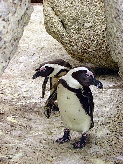 A couple of African Penguins (Spheniscus demersus), the Cape Peninsula 2000