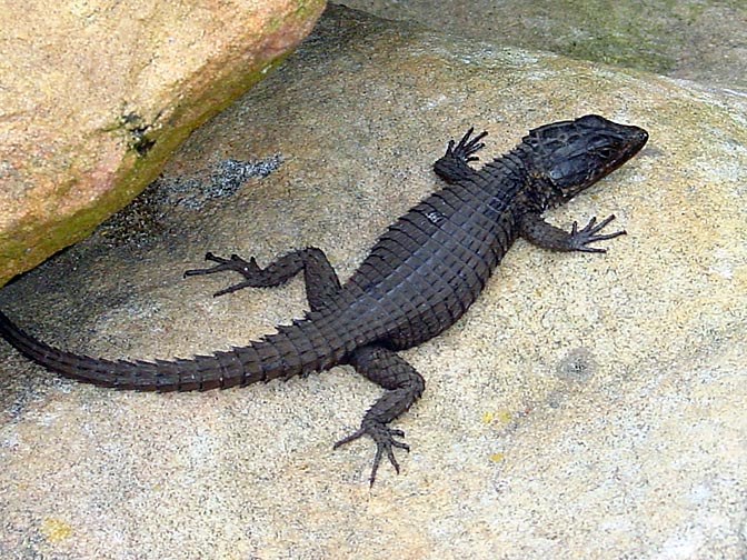 A lizard in the Cape of Good Hope, 2000
