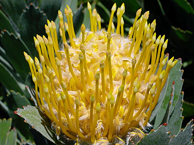 A King Protea (Protea cynaroides), the national flower of South Africa, blooms in Table Mountain, Cape Town 2000