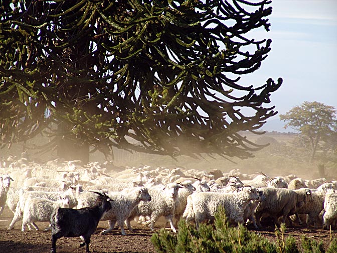 A herd of sheep and goats on a run in Lonco Luan, the Neuquen province 2004