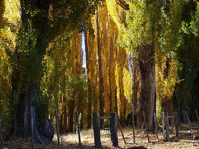 עצים בגווני השלכת בסתיו, מחוז נאוקן, 2004