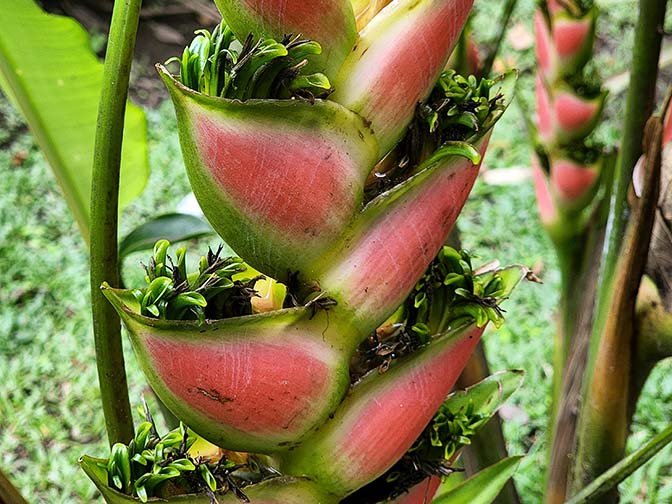 Red seed pods of Heliconia (Heliconia wagneriana) in Mistico Arenal Hanging Bridges Park, 2022