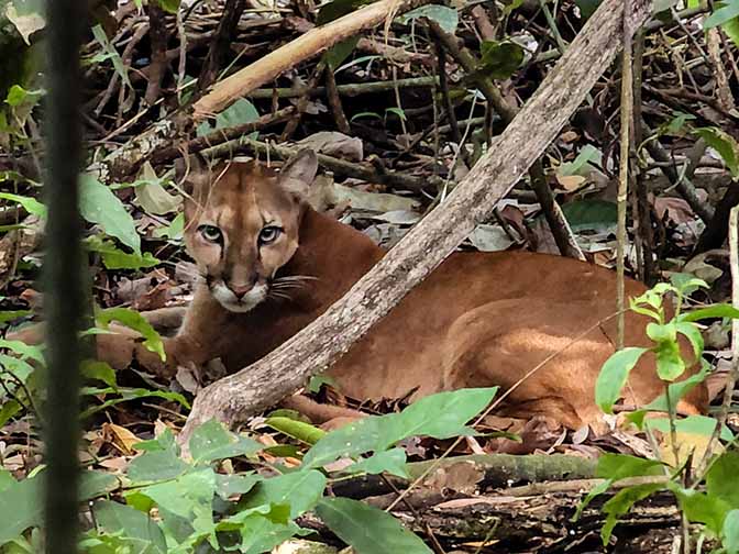 Costa Rican puma (Puma concolor costaricensis) resting in La Sirena, Corcovado National Park 2022