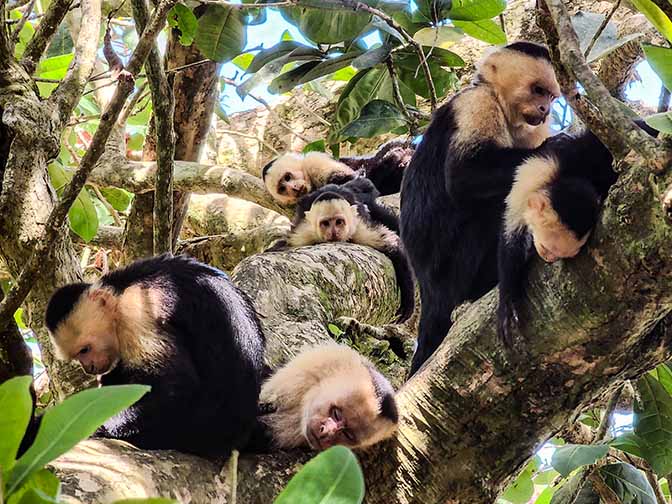 A family of Panamanian white-faced capuchin monkeys at Parque Nacional Manuel Antonio, 2022