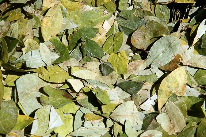 The ubiquitous coca leaves on sale at the market, Cusco 2008