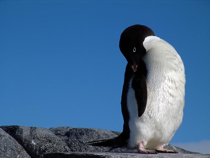 An Adelie Penguin (Pygoscelis adeliae) on Booth Island, 2004