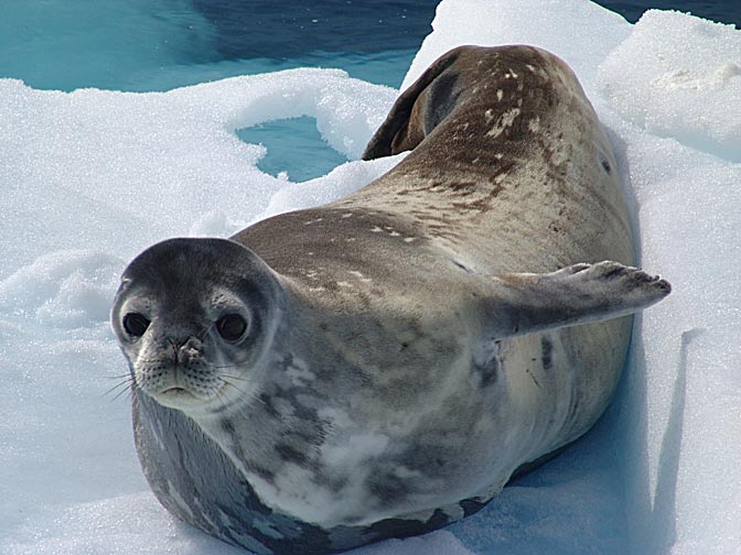 The sweet face of a Weddell Seal (Leptonychotes weddellii) in Graham Land, 2004