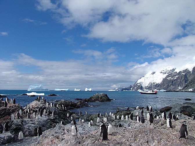 A Chinstrap Penguin (Pygoscelis antarctica) colony in the Shackleton rescue bay, Elephant Island 2004