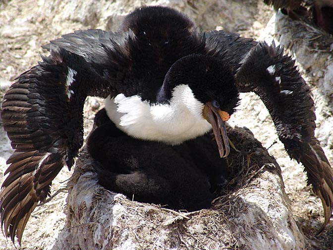 A King Cormorant (Phalacrocorax carunculatus, or King Shag) protecting his nest, Carcass Island 2004