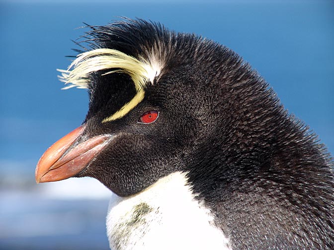 A Southern Rockhopper Penguin (Eudyptes chrysocome), Bleaker Island 2004