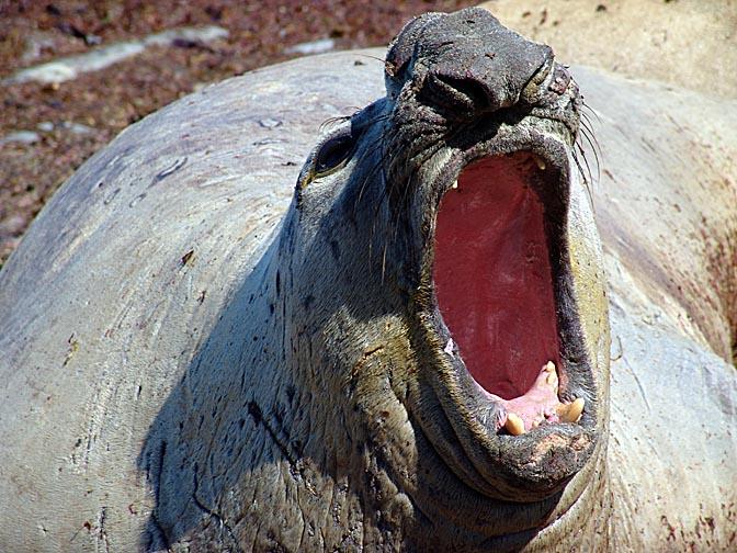 A Southern Elephant Seal (Mirounga leonina) bull yawning, Sea Lion Island 2004
