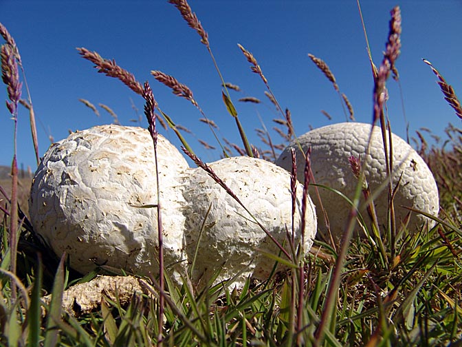 Puffball mushrooms in the meadows, Carcass Island 2004