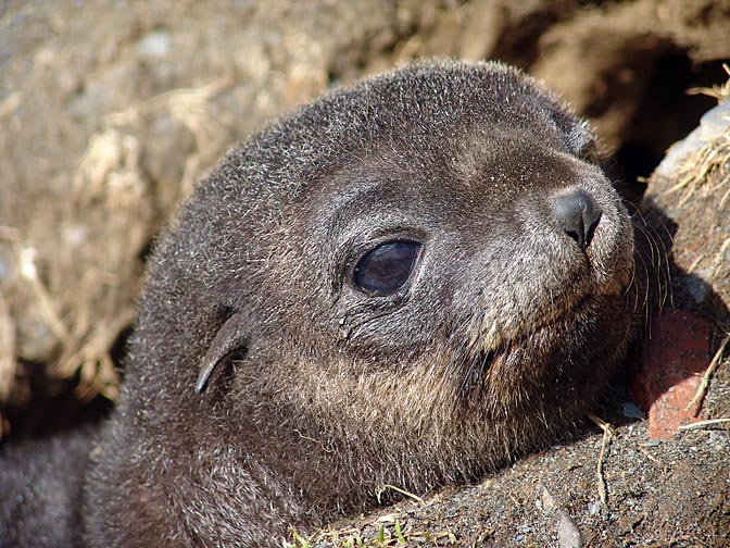 The adorable face of an Antarctic Fur Seal (Arctocephalus gazella) pup in Husvik Harbour, 2004