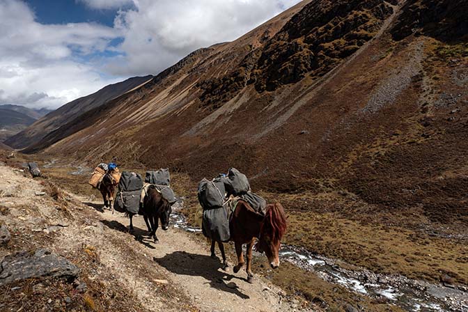 Horses and mules carry camping equipment, ascending towards Yelila pass, October 2018