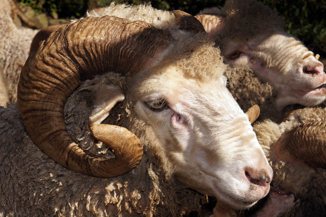כבשי-בר שהובאו מאוסטרליה בפרויקט השבה לטבע ליד קנול, טרק רופקונד 2011