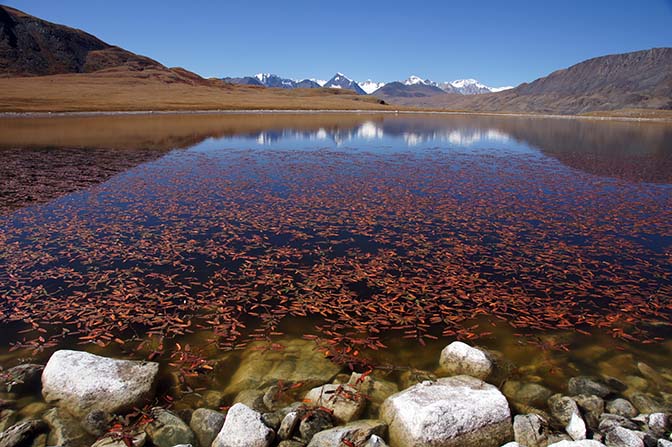 Red water plants in a lake, with a reflection of Tavan Bogd, 2014