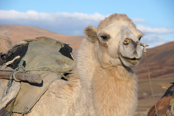 A Bactrian camel (Camelus bactrianus), 2014