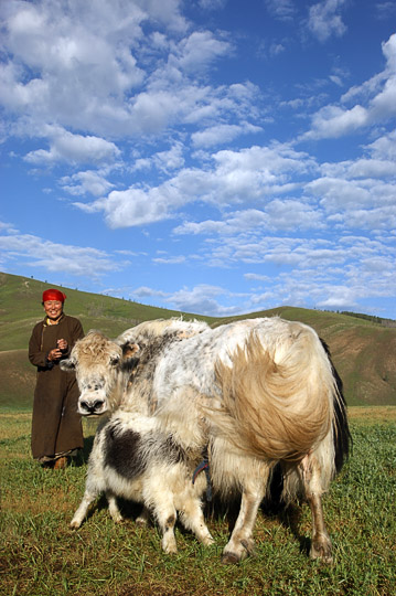 עגל יאק יונק מאימו ליד מנזר תובחון, מרכז מונגוליה 2010