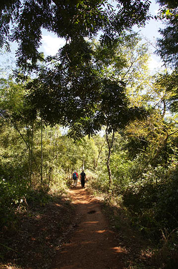 The footpath in the jungle, Kalaw to Inle Lake trek 2015