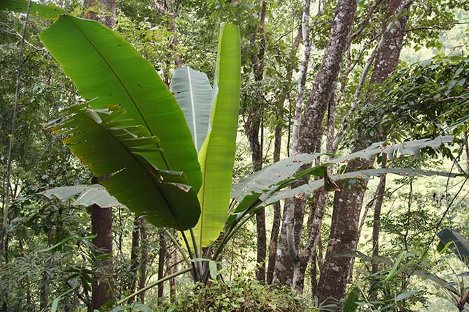 Banana plant in the jungle, Trek around Hsipaw 2016