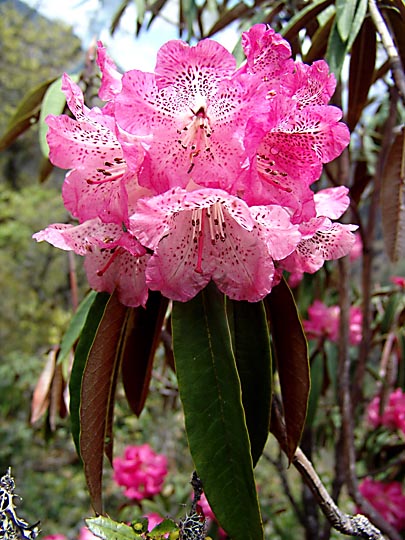 A Pink Rhododendron blossom, between Phole and Ghunsa, 2006