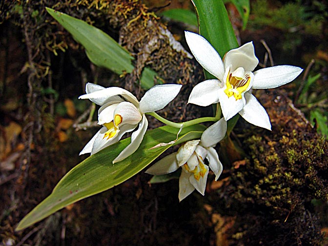A Tree Orchid on the way to Gupha Pokhari, 2006