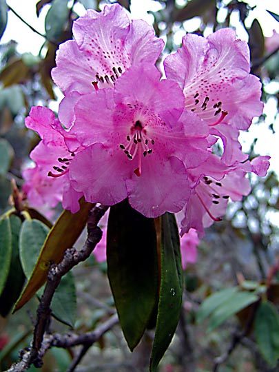 A light Violet Rhododendron blossom in Ghunsa, 2006