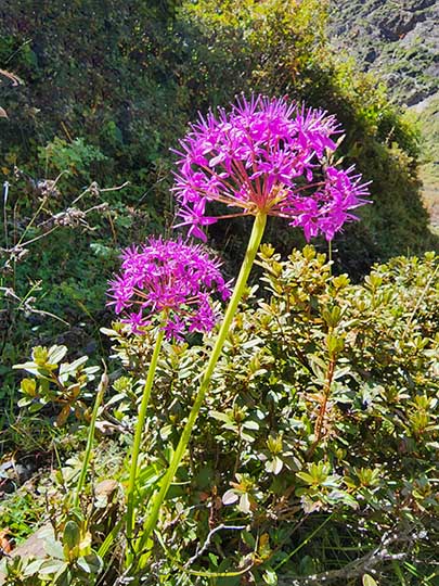 Allium blooming in bright pink at the foot of Mu Gompa, 2022
