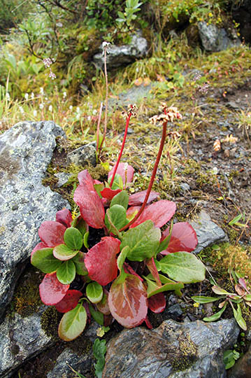 Autumn red Bergenia cordifolia (Elephant's ears) used for Siberian tea, 2014