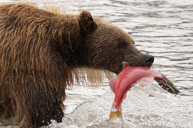 A Kamchatka brown bear with a Sockeye Salmon (Oncorhynchus nerka) fish in his mouth at Khakytsin river, Kuril Lake 2016