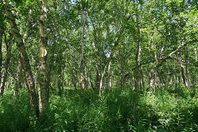Kamchatka white birch (Betula ermanii) forest in lush greenery, Nalychevo Valley 2016