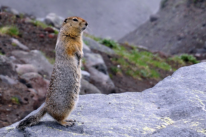 Kamchatka arctic ground squirrel (Spermophilus parryii) at the bottom of Avachinski Volcano, 2016