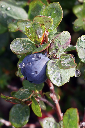 Borg Blueberry (Vaccinium uliginosum) with rain drops, Esso Region 2016