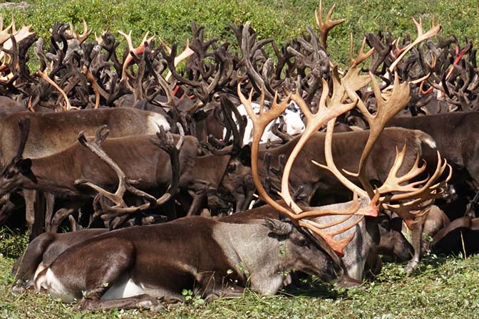 The Reindeer horns shed their skins, Esso Region 2016
