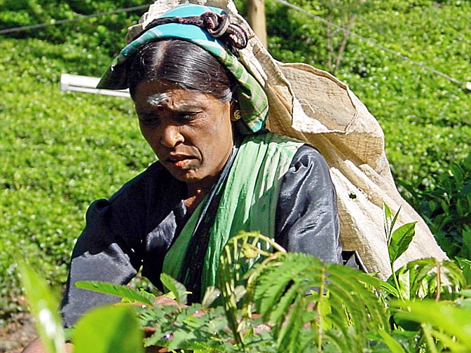 A Tamil woman picking tea leaves around Nuwara Eliya, 2002
