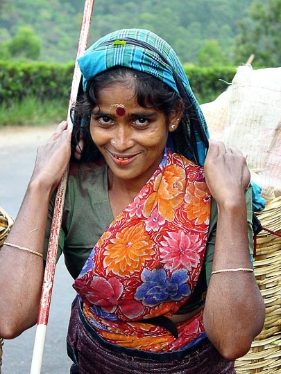 A Tamil woman carrying picked tea leaves to the factory around Nuwara Eliya, 2002