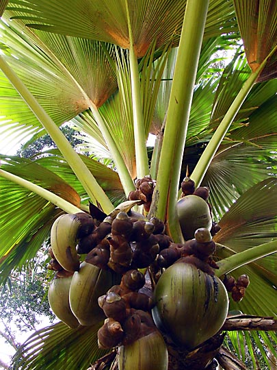 A Giant Coconut tree in Kandy's Botanical Gardens, 2002