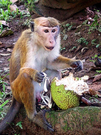 A monkey eating Jackfruit (Artocarpus heterophyllus), in Kandy's Botanical Gardens, 2002