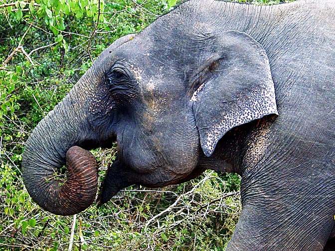 An elephant head in the Yala National Park, 2002