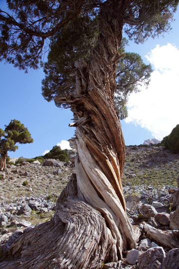 The twisted trunk of Junipers on the climb to Alaudin Pass, 2013